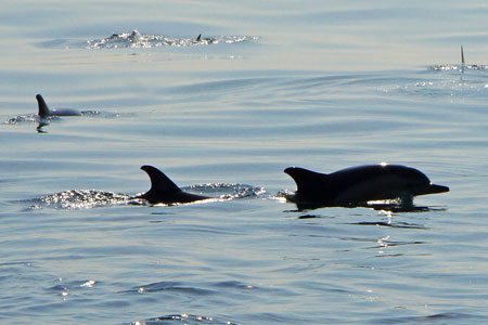 Dolphins - Photo: © Ian Boyle, 1st November 2011 - www.simplonpc.co.uk