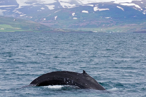 Ocean Princess Cruise - Akureyri - Photo: © Ian Boyle, 24th July 2015 - www.simplonpc.co.uk