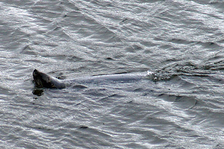 Seal - Photo: © Ian Boyle, 19th July 2010 - www.simplonpc.co.uk