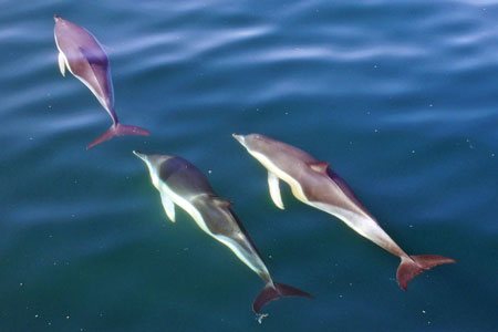Dolphins - Photo: © Ian Boyle, 1st November 2011 - www.simplonpc.co.uk